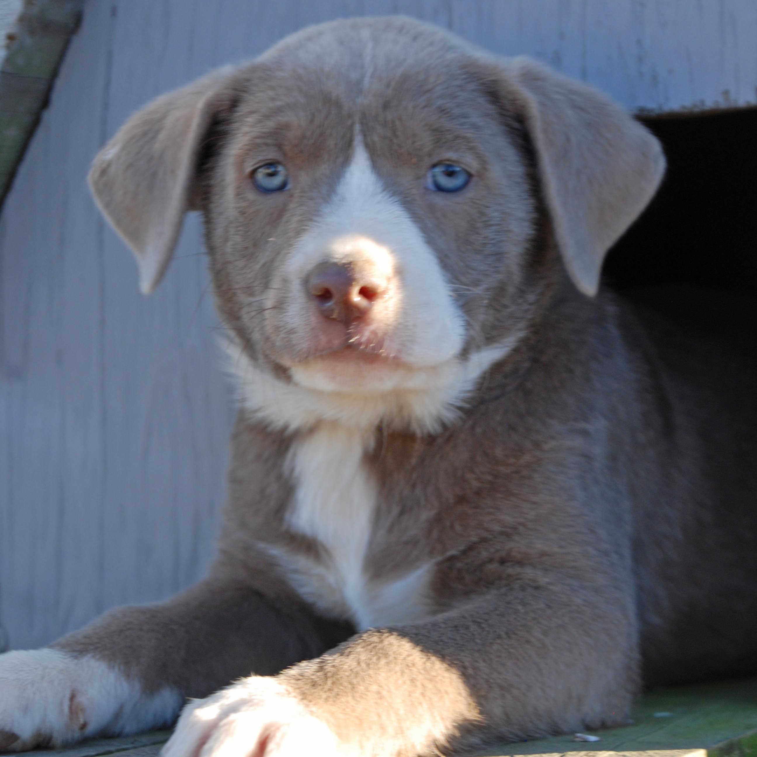 Enlarge Belle, a ADOPTABLE mixed breed in Madisonville, TX image 5/5