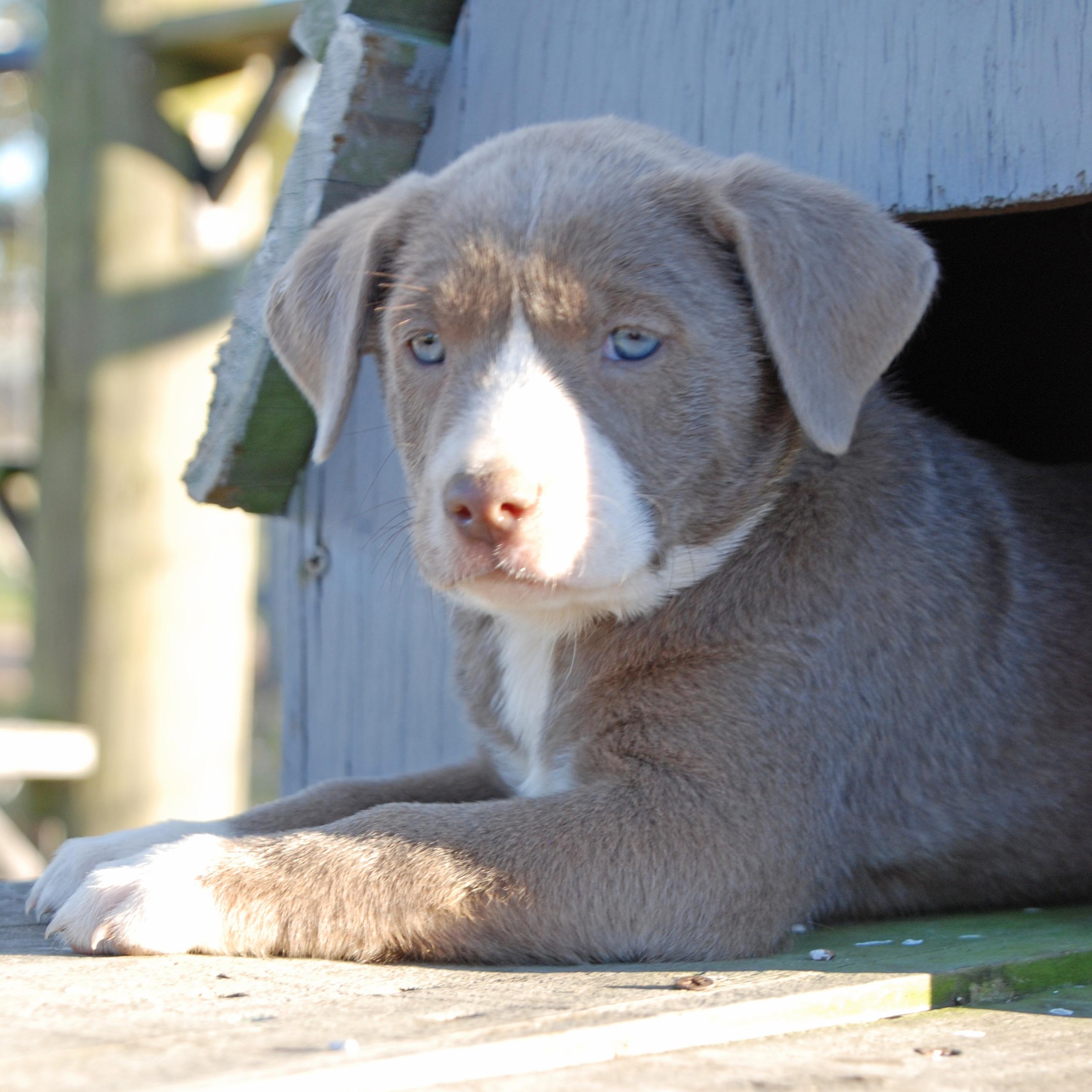 Enlarge Belle, a ADOPTABLE mixed breed in Madisonville, TX image 3/5