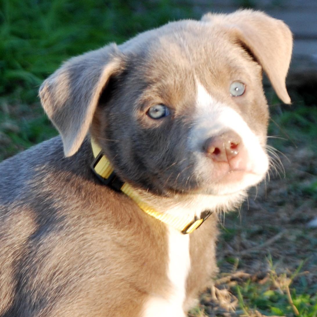 Enlarge Belle, a ADOPTABLE mixed breed in Madisonville, TX image 4/5