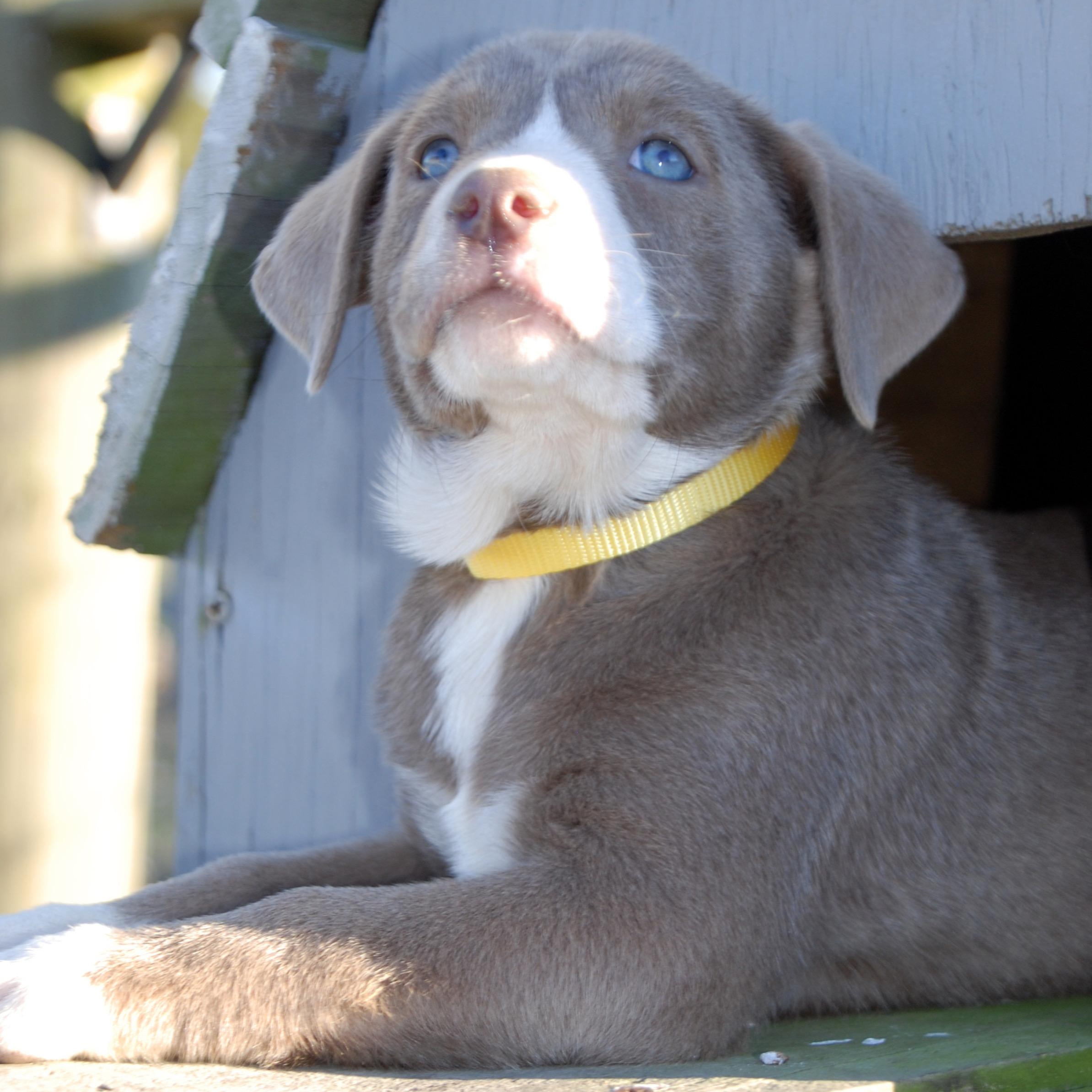 Enlarge Belle, a ADOPTABLE mixed breed in Madisonville, TX image 1/5