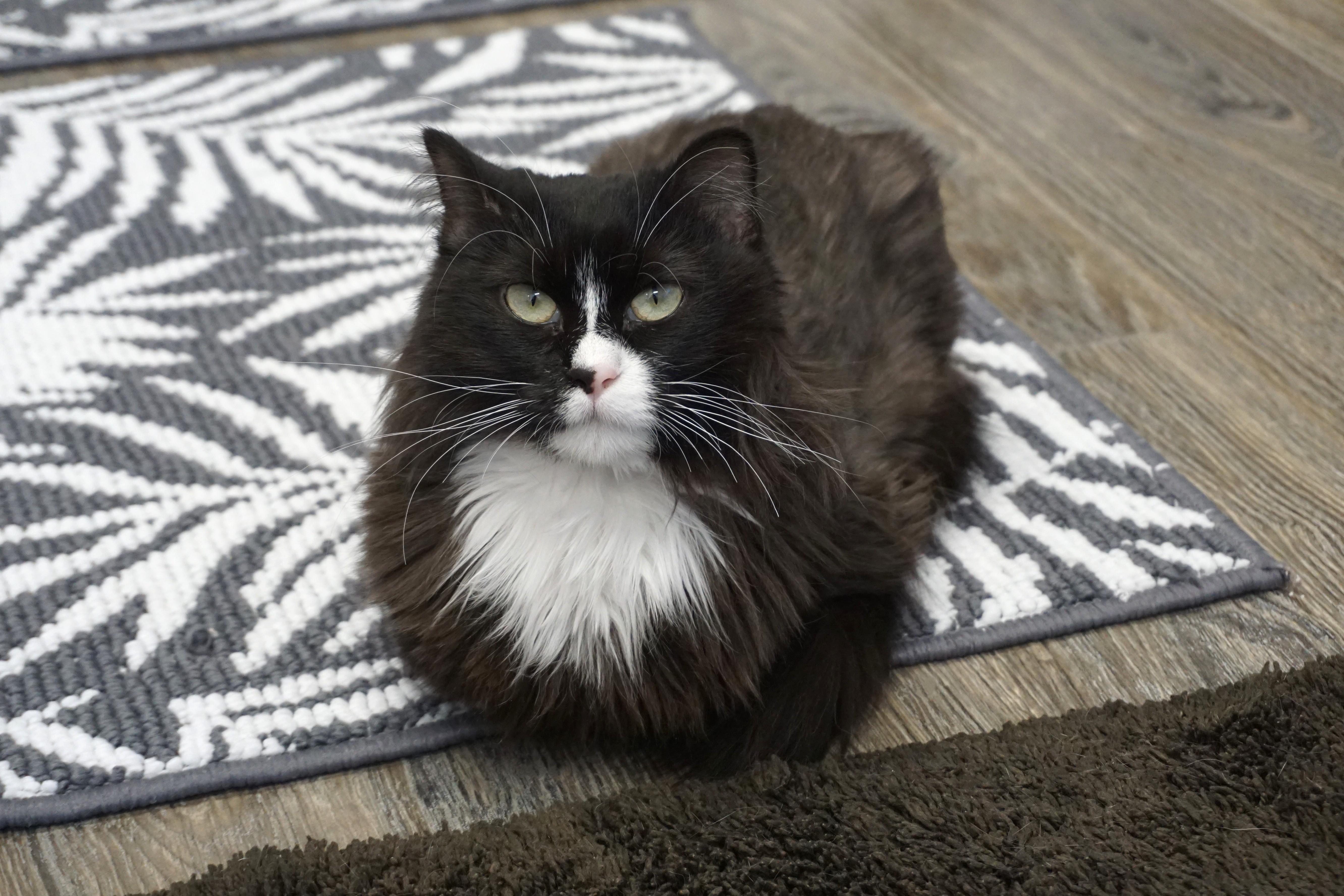 Enlarge Peas, a ADOPTABLE Domestic Medium Hair in Fountain Hills, AZ image 2/6
