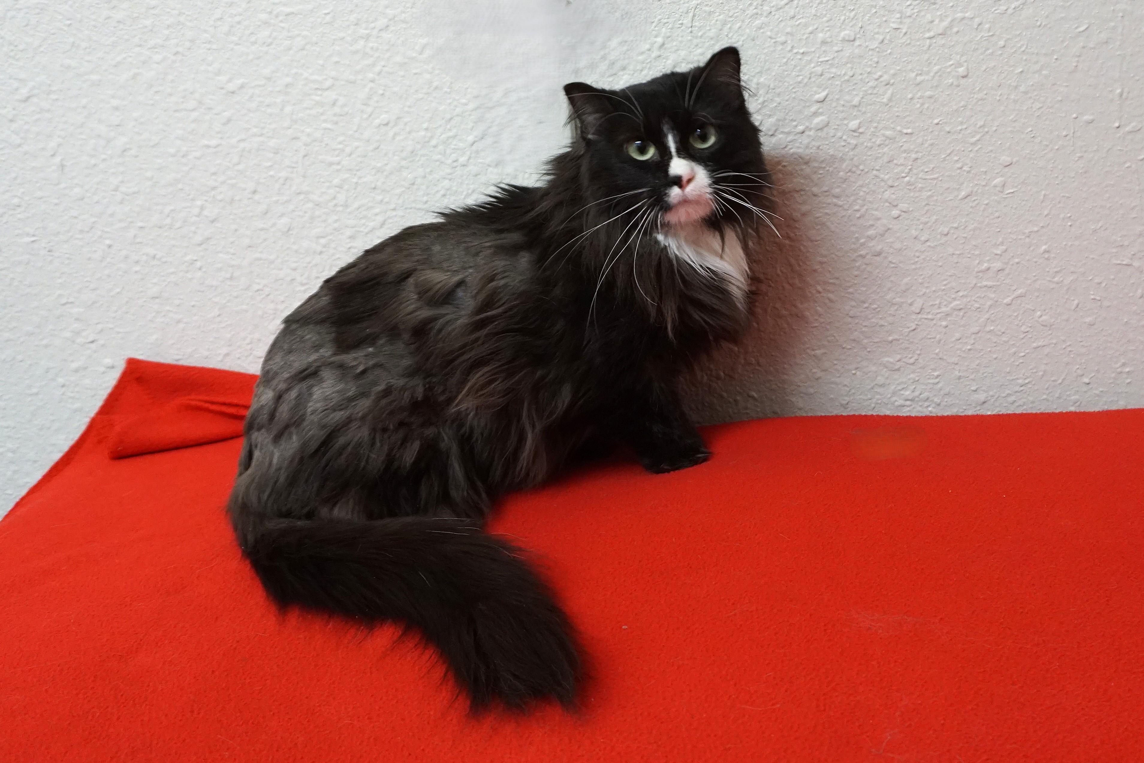 Peas, ADOPTABLE, Adult Female Domestic Medium Hair.