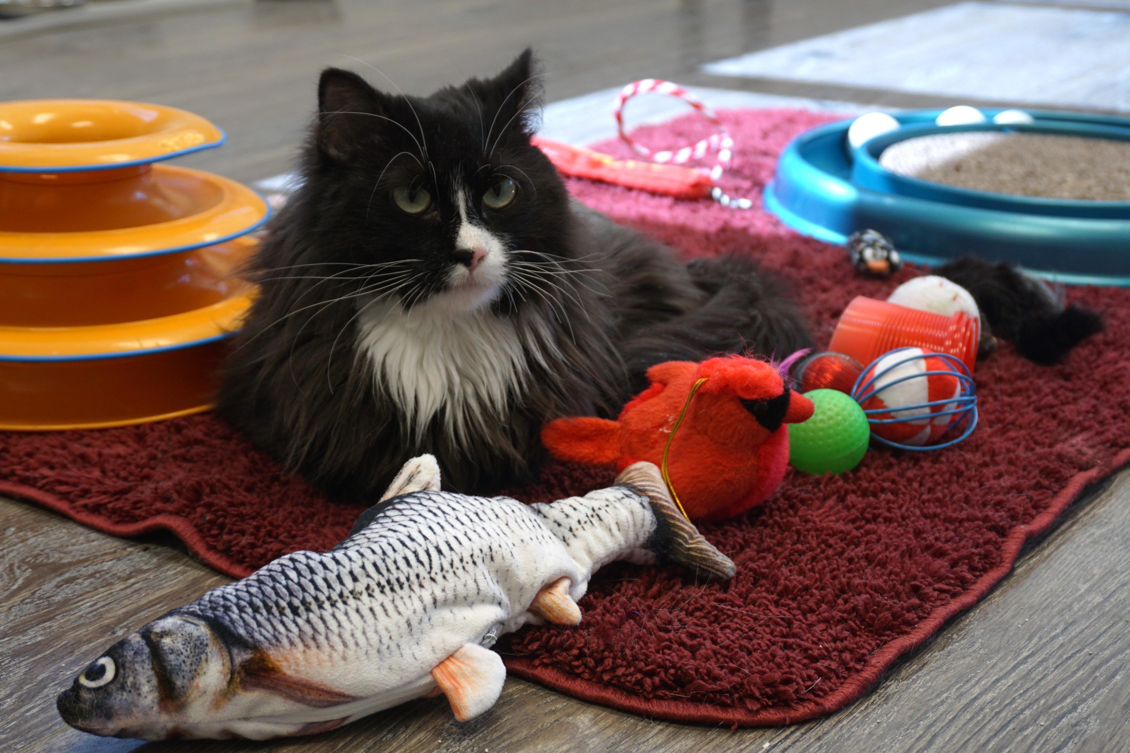 Enlarge Peas, a ADOPTABLE Domestic Medium Hair in Fountain Hills, AZ image 6/6