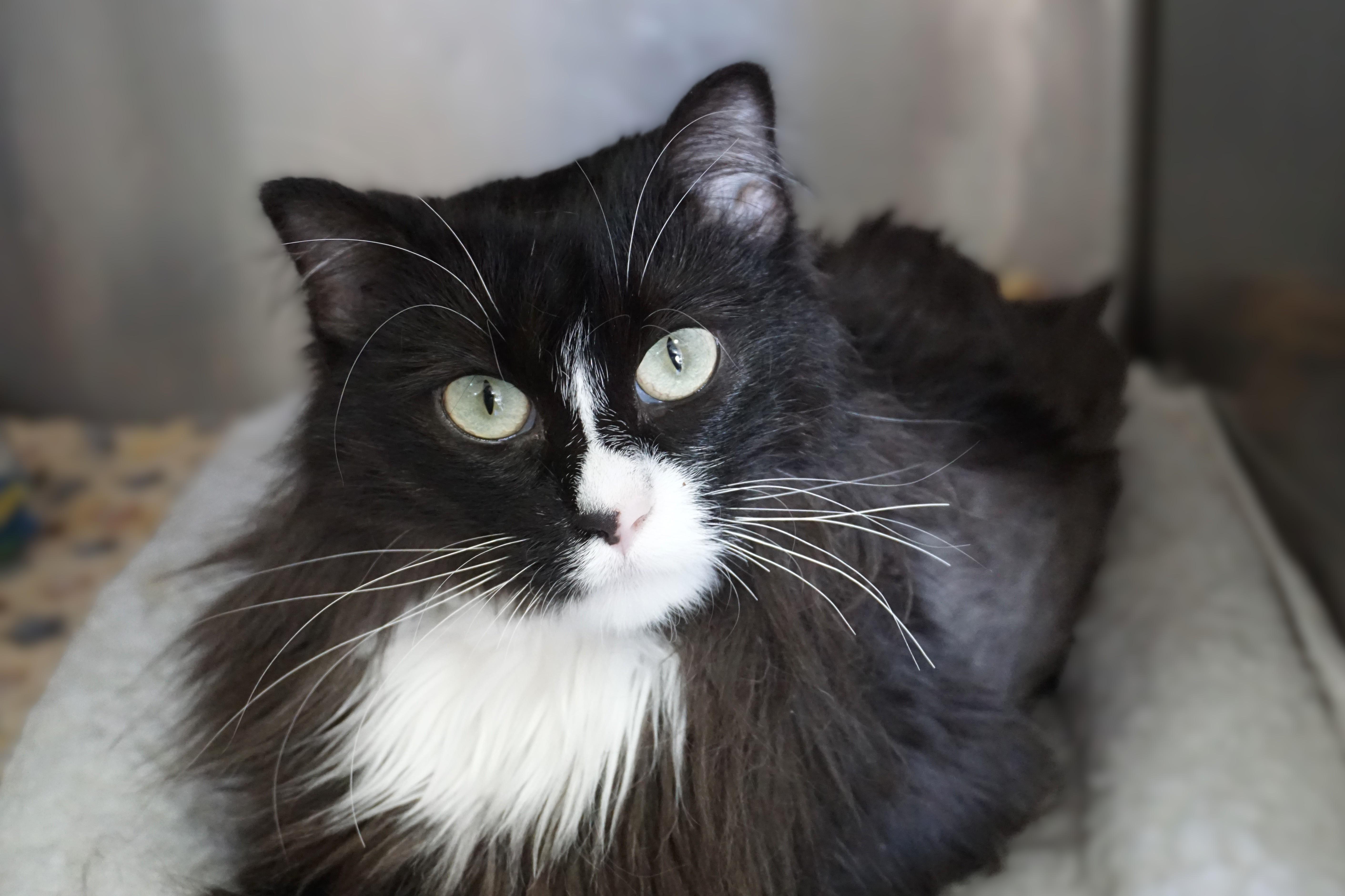 Enlarge Peas, a ADOPTABLE Domestic Medium Hair in Fountain Hills, AZ image 5/6
