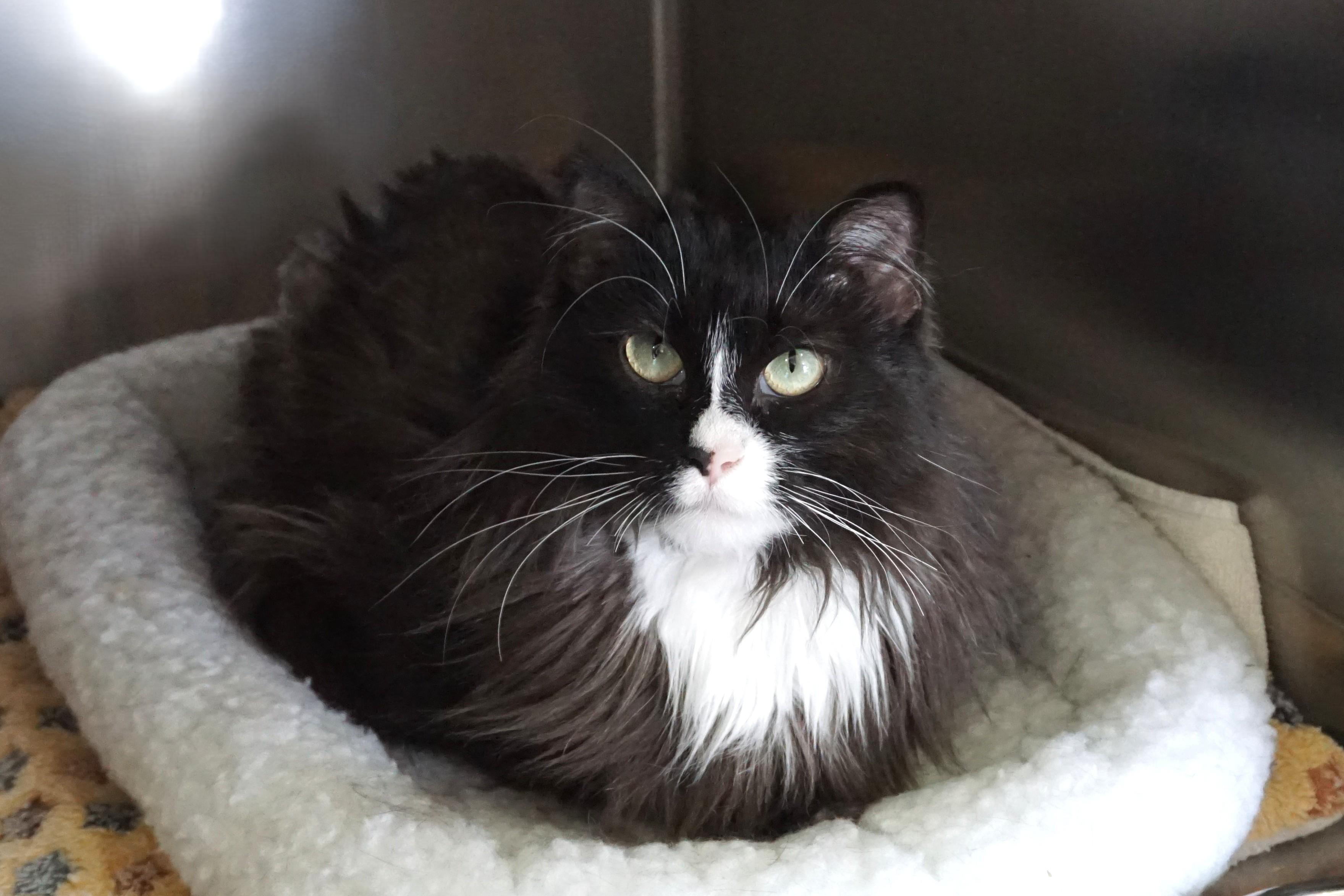 Enlarge Peas, a ADOPTABLE Domestic Medium Hair in Fountain Hills, AZ image 4/6