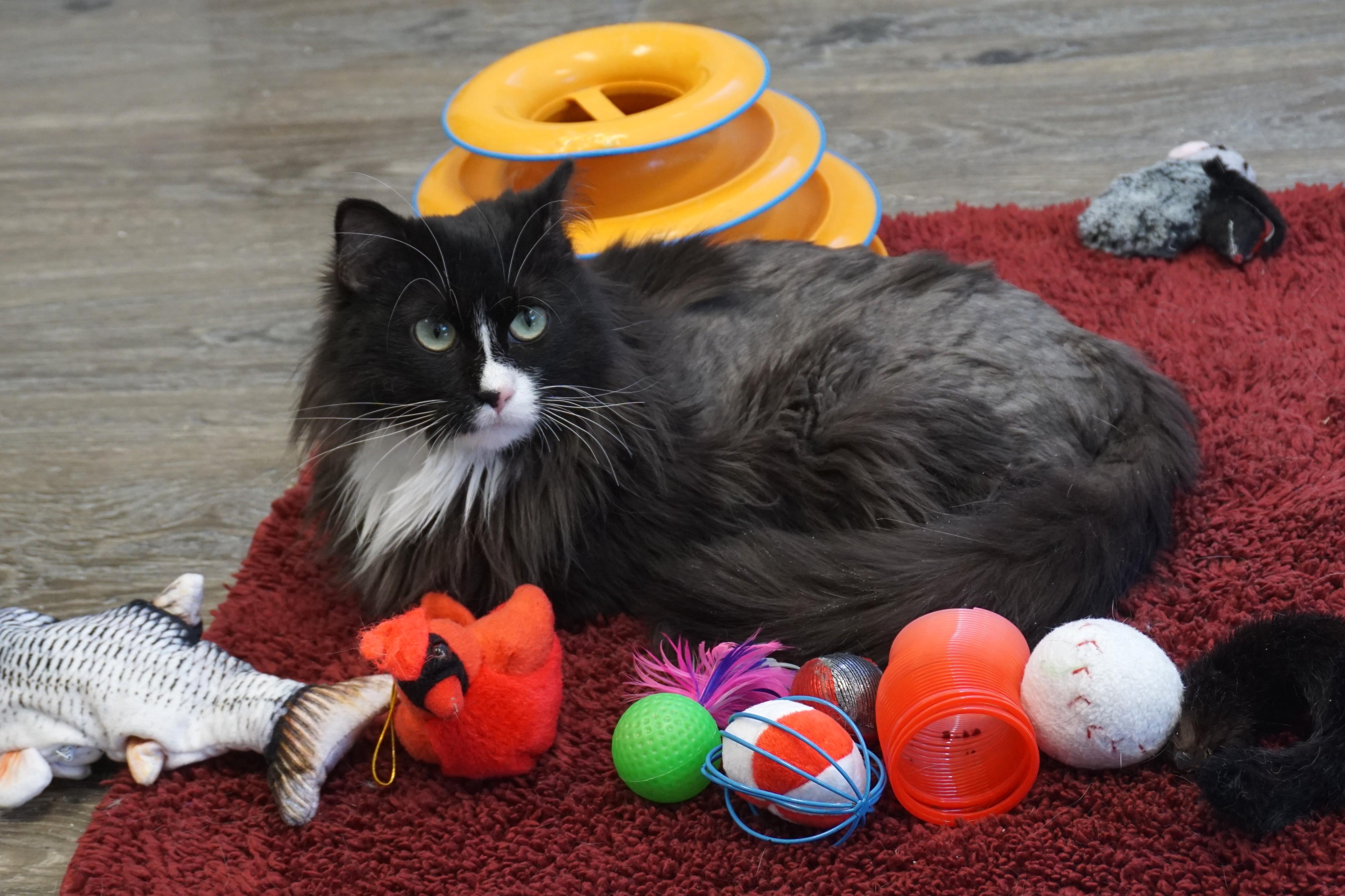 Enlarge Peas, a ADOPTABLE Domestic Medium Hair in Fountain Hills, AZ image 3/6