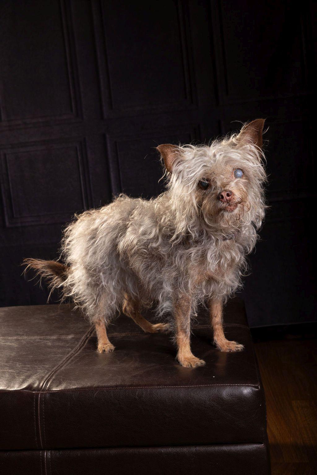 Dora, an adoptable mixed breed in Dripping Springs, TX image 3/4