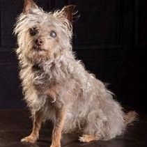 Dora, adoptable, Senior Female Silky Terrier.