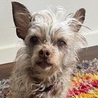 Dora, an adoptable mixed breed in Dripping Springs, TX image 2/4