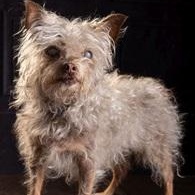 Dora, an adoptable mixed breed in Dripping Springs, TX image 4/4