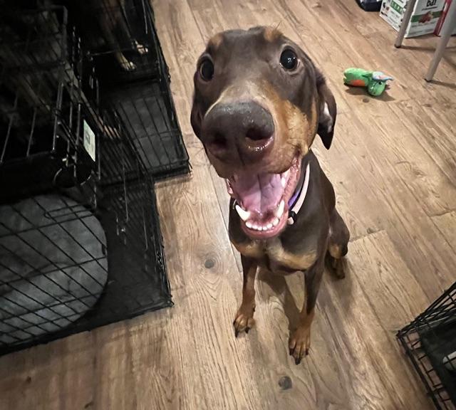 Dessy, a ADOPTABLE Doberman Pinscher in benicia, CA image 2/6