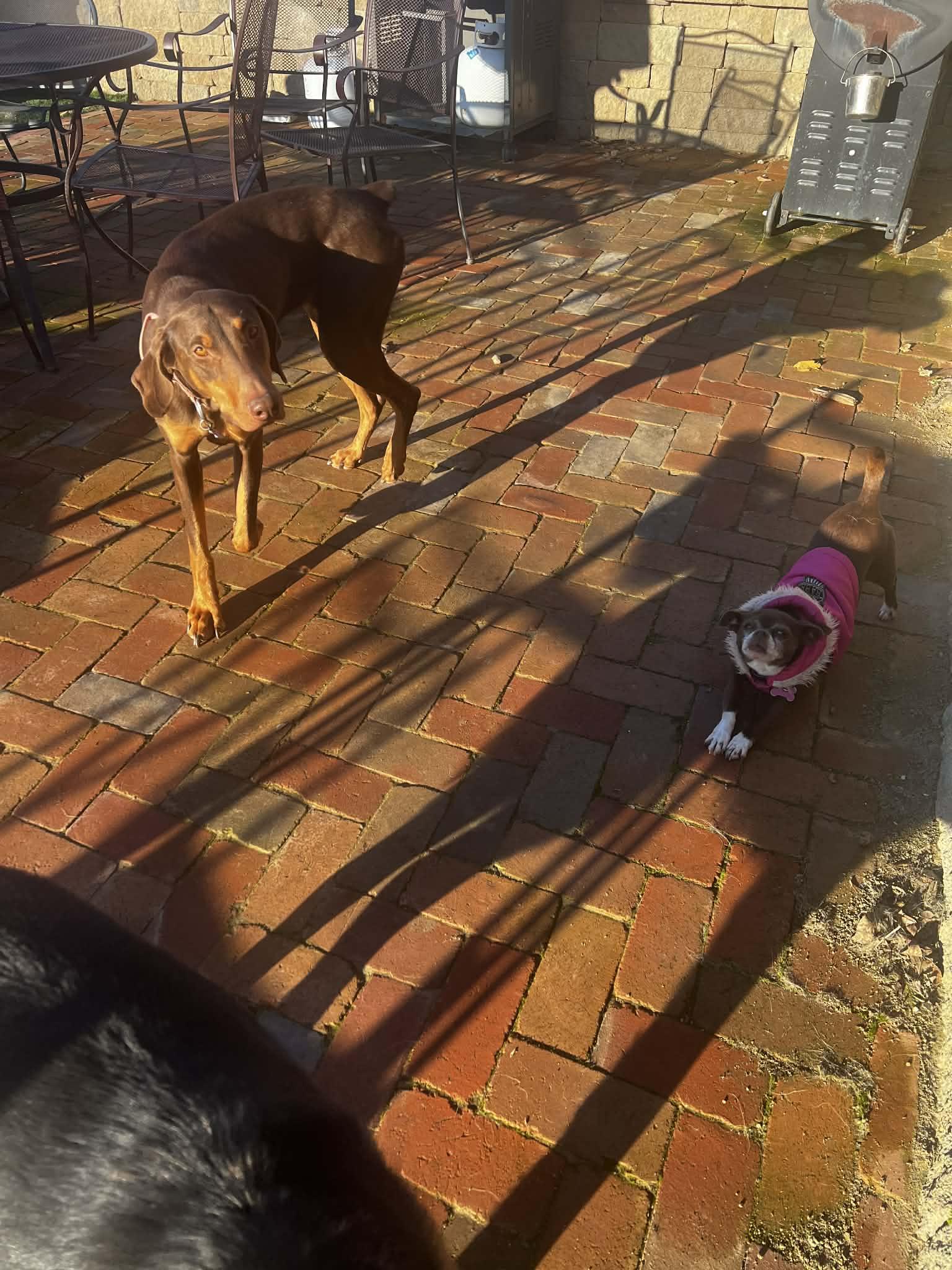 Dessy, a ADOPTABLE Doberman Pinscher in benicia, CA image 4/6