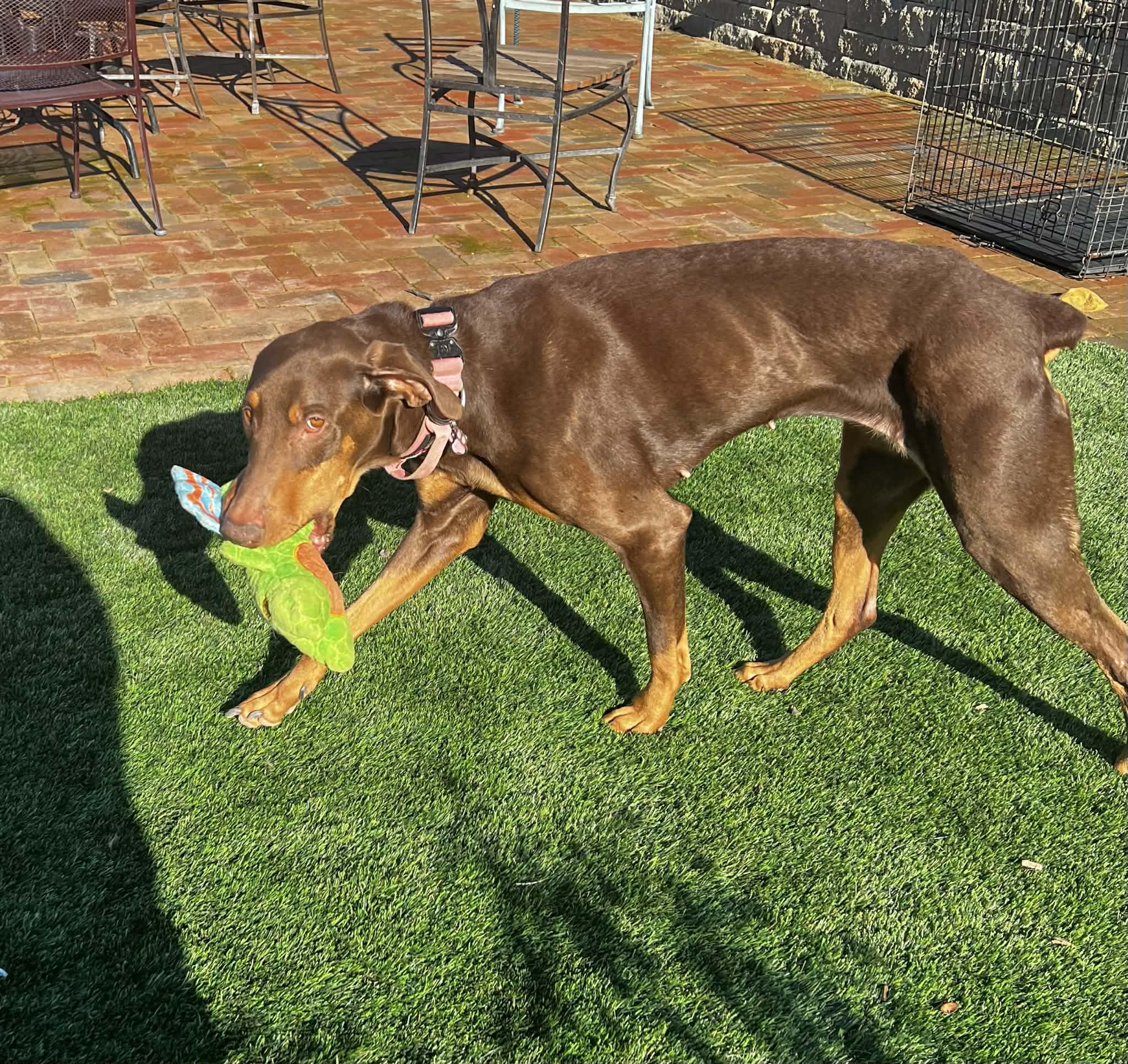 Dessy, a ADOPTABLE Doberman Pinscher in benicia, CA image 1/6