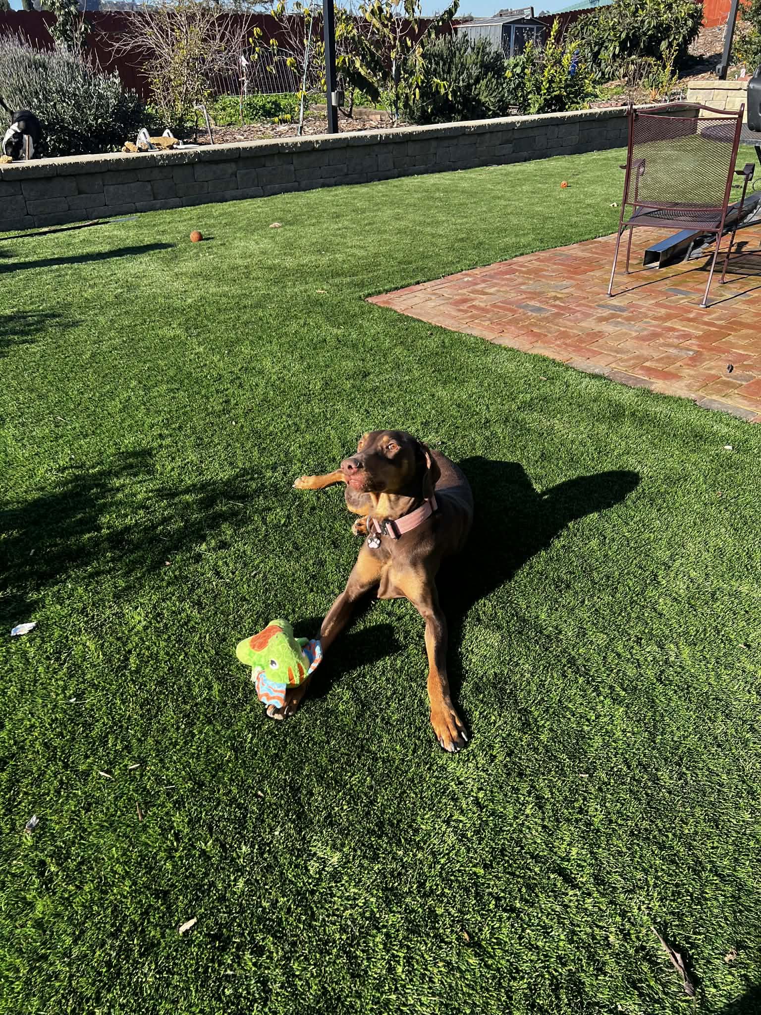 Dessy, a ADOPTABLE Doberman Pinscher in benicia, CA image 5/6