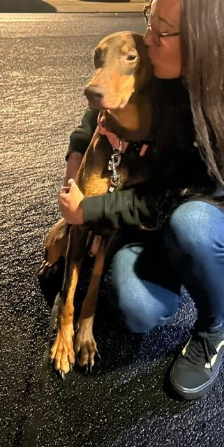 Dessy, a ADOPTABLE Doberman Pinscher in benicia, CA image 3/6