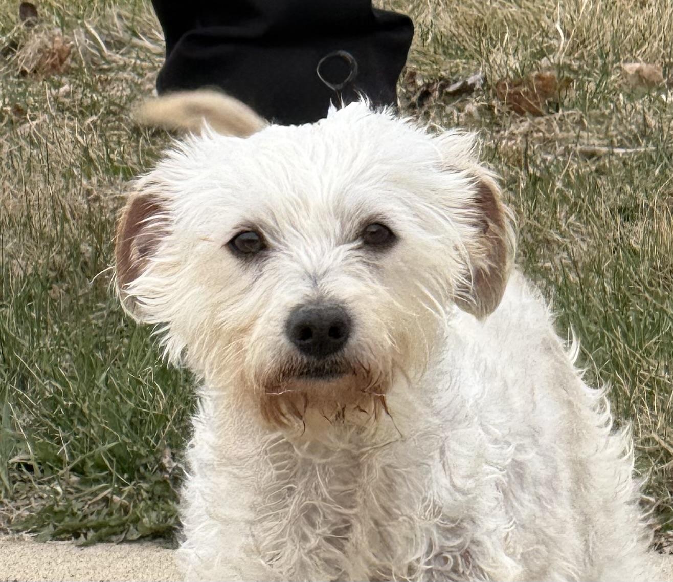 Enlarge Salty (Courtesy Post) , a ADOPTABLE mixed breed in South Saint Paul, MN image 2/3