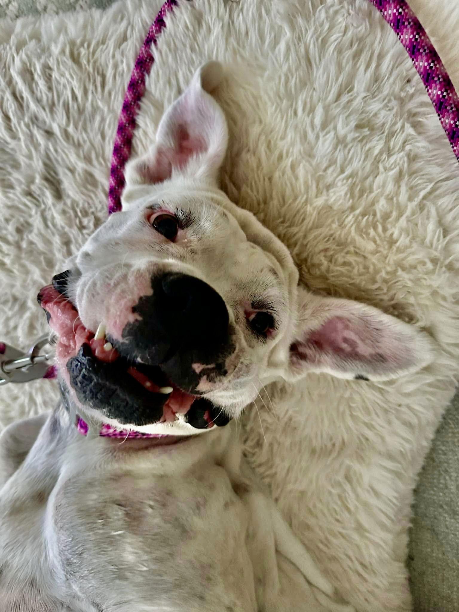 Bubbles, Adoptable, Adult Female Boxer.