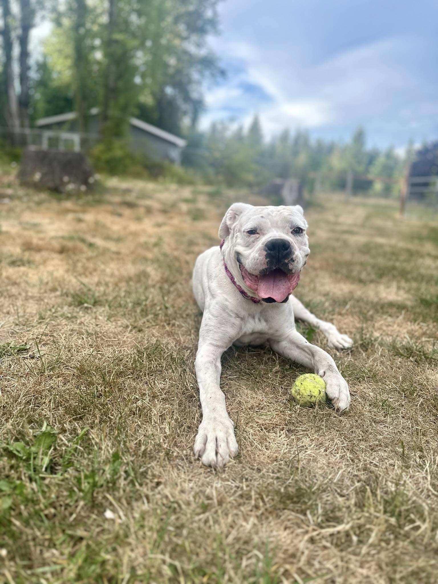 Bubbles, a Adoptable Boxer in Woodinville, WA image 2/3