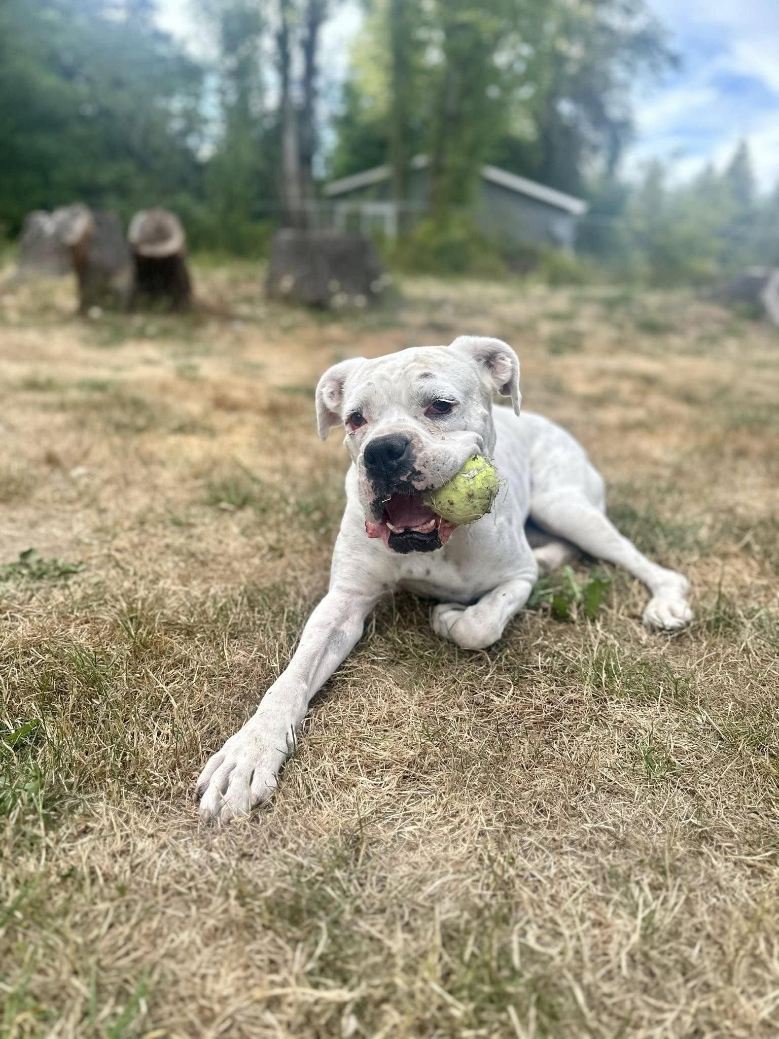 Enlarge Bubbles, a Adoptable Boxer in McMinnville, OR image 2/3