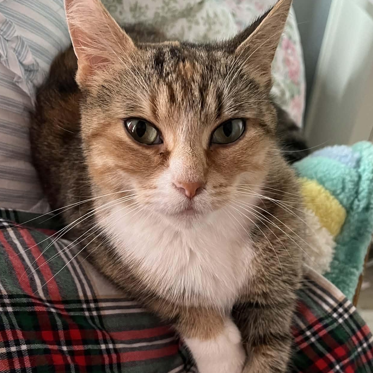 Enlarge Autumn - Affectionate Lap Cat, an adopted Dilute Calico in Hamilton, ON image 3/4