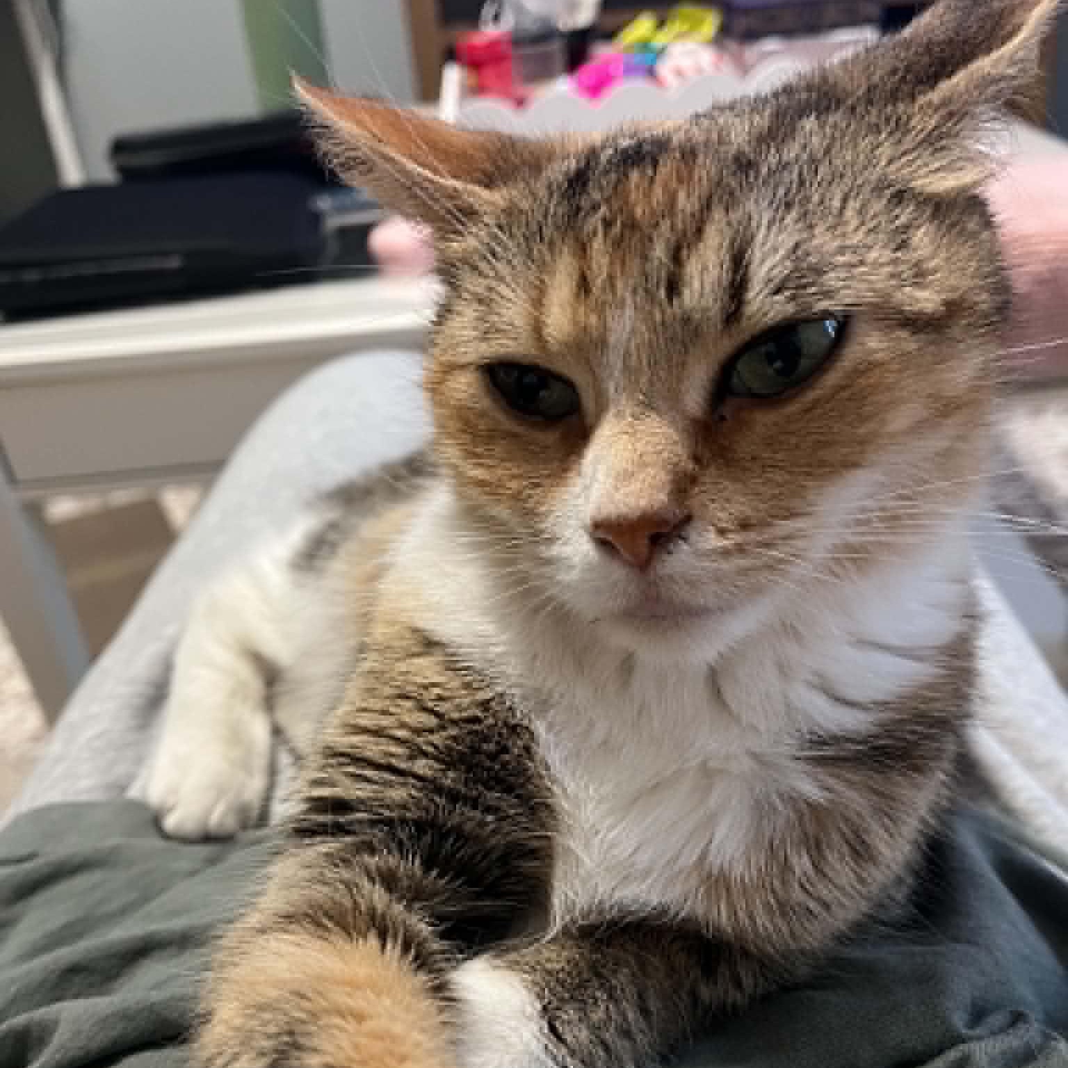 Enlarge Autumn - Affectionate Lap Cat, an adopted Dilute Calico in Hamilton, ON image 4/4