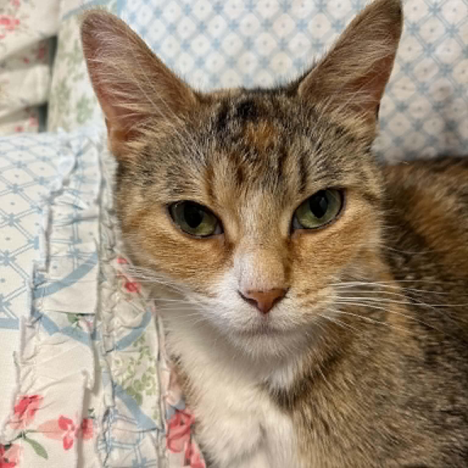 Enlarge Autumn - Affectionate Lap Cat, an adopted Dilute Calico in Hamilton, ON image 2/4