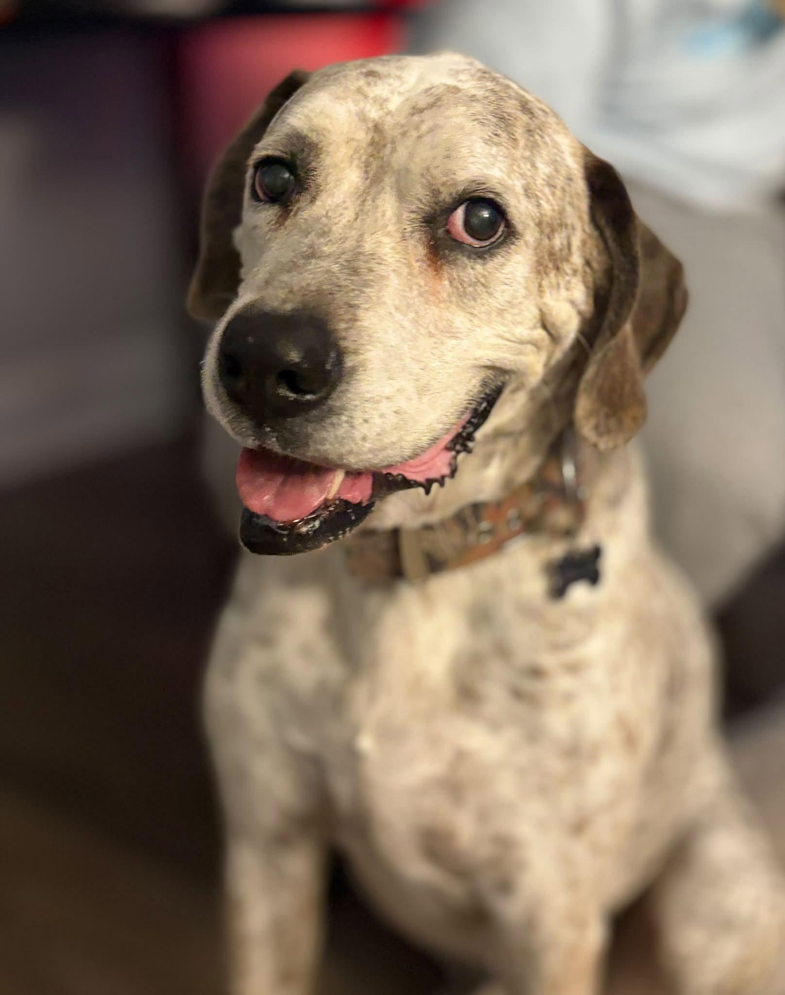 Enlarge Bubba, a Adoptable mixed breed in Travelers Rest, SC image 1/1