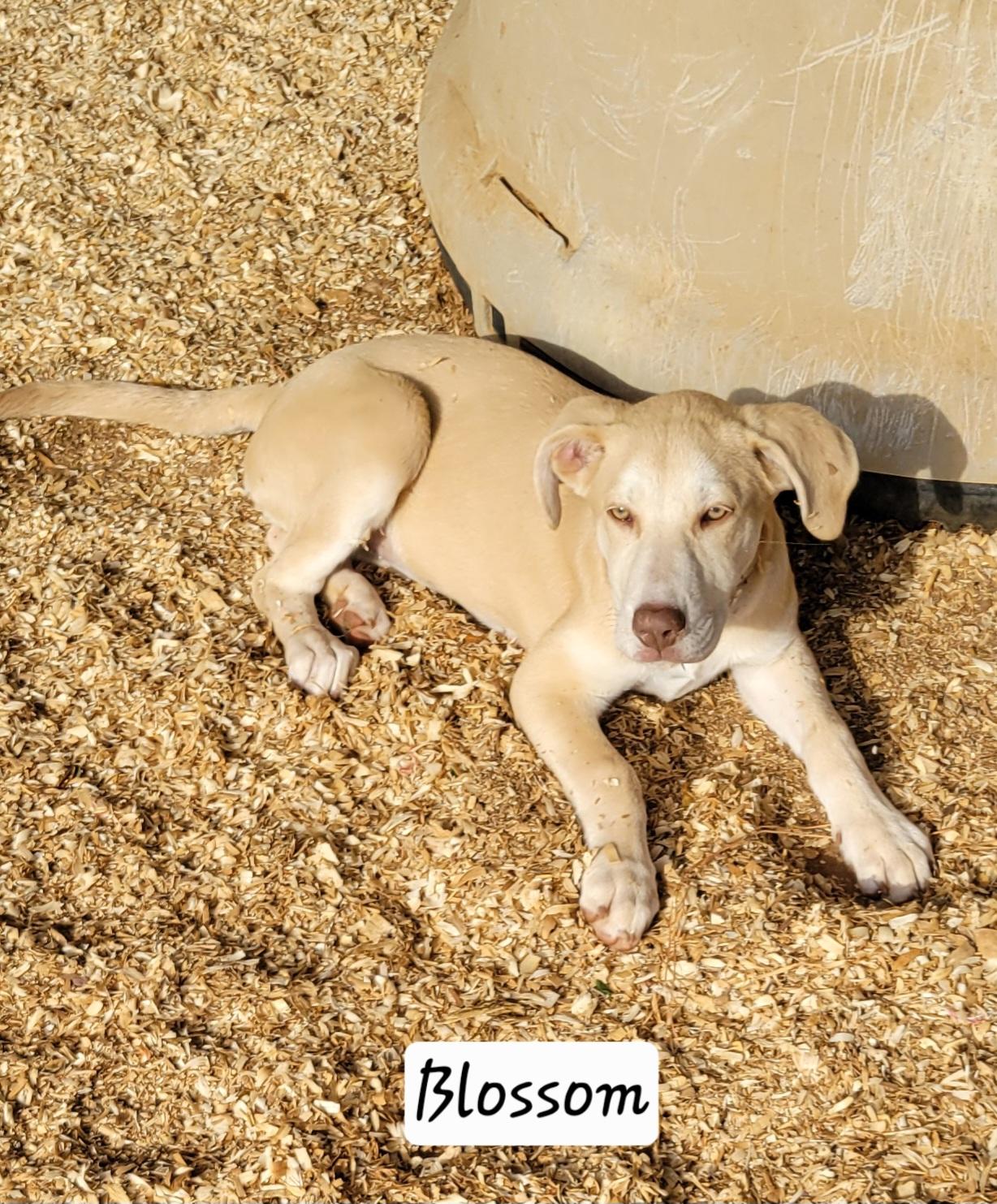 Enlarge Blossom , a ADOPTABLE mixed breed in Granbury, TX image 4/4