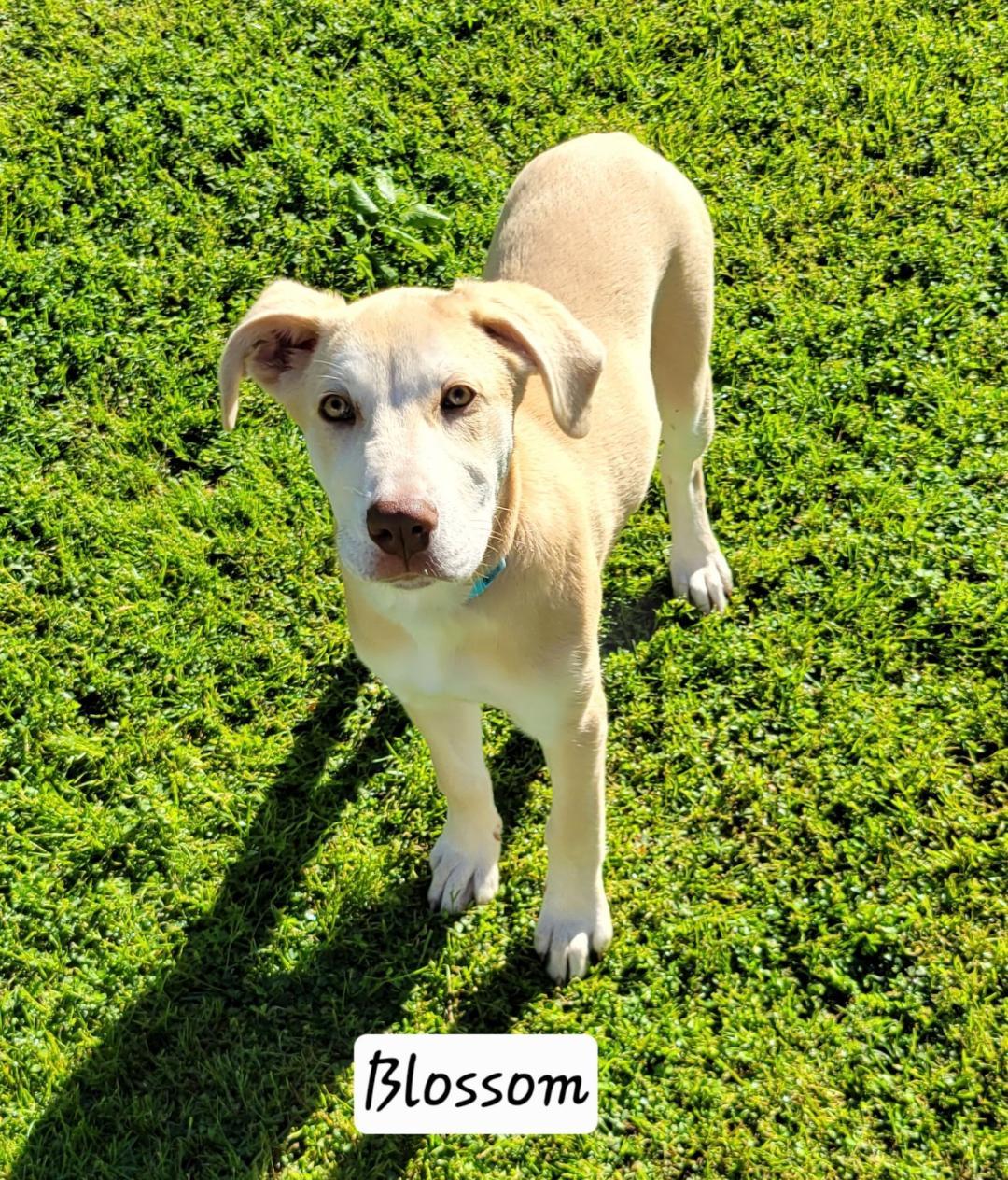 Enlarge Blossom , a ADOPTABLE mixed breed in Granbury, TX image 1/4