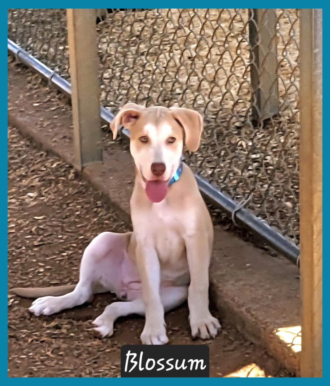 Enlarge Blossom , a ADOPTABLE mixed breed in Granbury, TX image 2/2