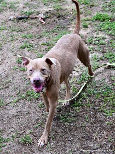 DAISY, Adoptable, Adult Female Pit Bull Terrier.