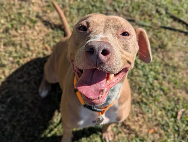 Enlarge DAISY, a Adoptable Pit Bull Terrier in Ocala, FL image 1/1