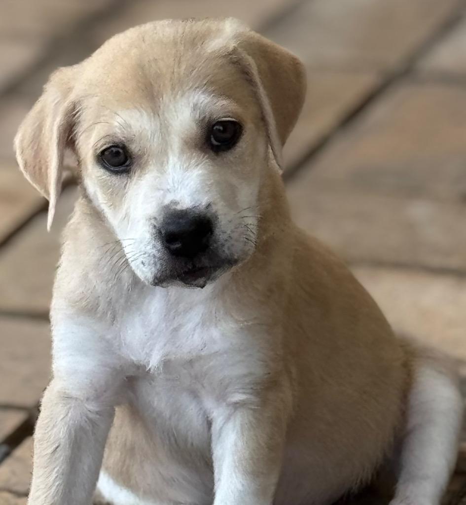 Dumpling, Adoptable, Puppy Female Labrador Retriever.