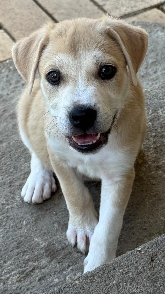 Enlarge Dumpling, a Adoptable mixed breed in Great Bend, KS image 2/2