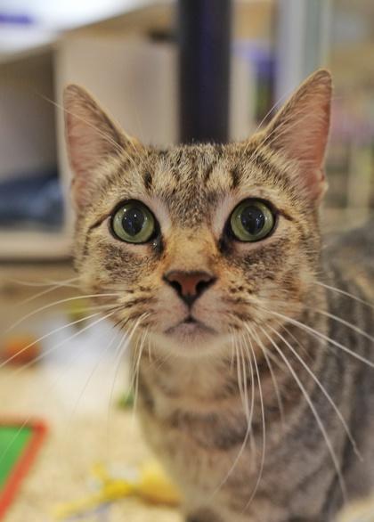 Isabella 63943, a Adoptable mixed breed in Aiken, SC image 1/2