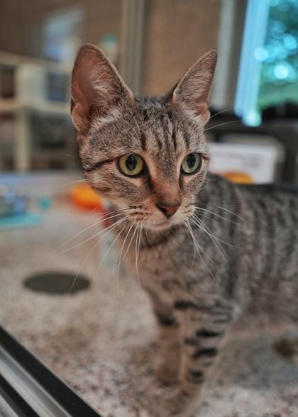 Isabella 63943, a Adoptable mixed breed in Aiken, SC image 2/2