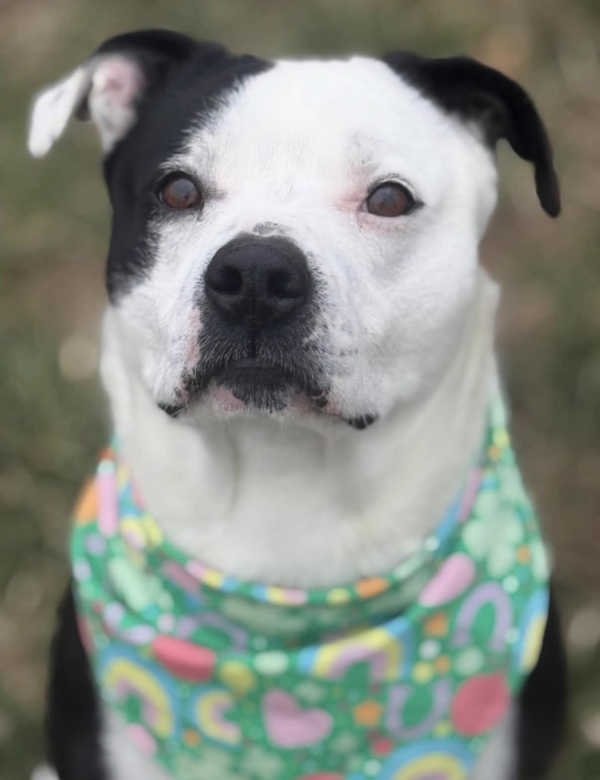 Enlarge Tucker, a ADOPTABLE Mixed Breed in Nashville, TN image 5/6