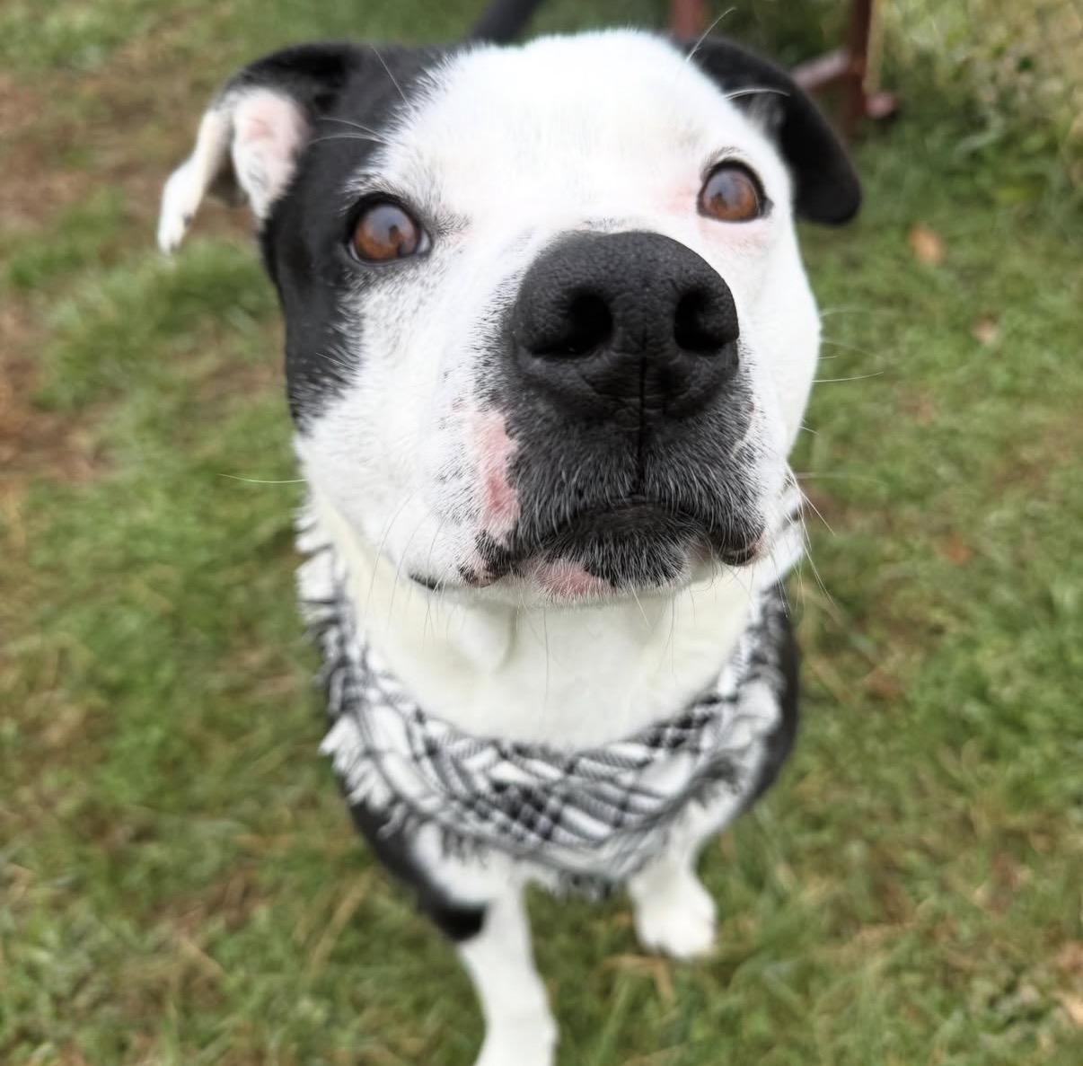 Enlarge Tucker, a ADOPTABLE Mixed Breed in Nashville, TN image 6/6