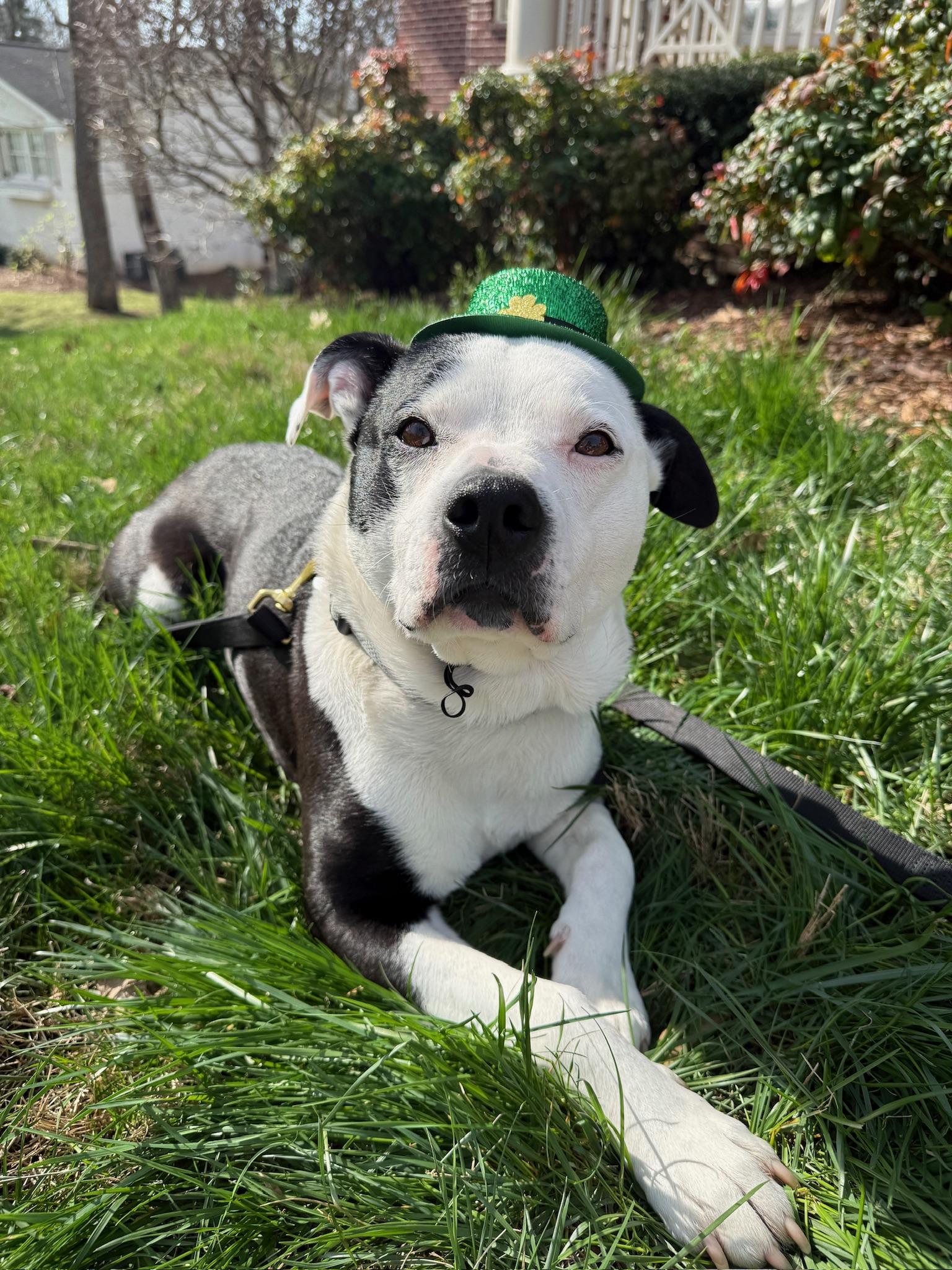 Tucker, ADOPTABLE, Young Male Mixed Breed.
