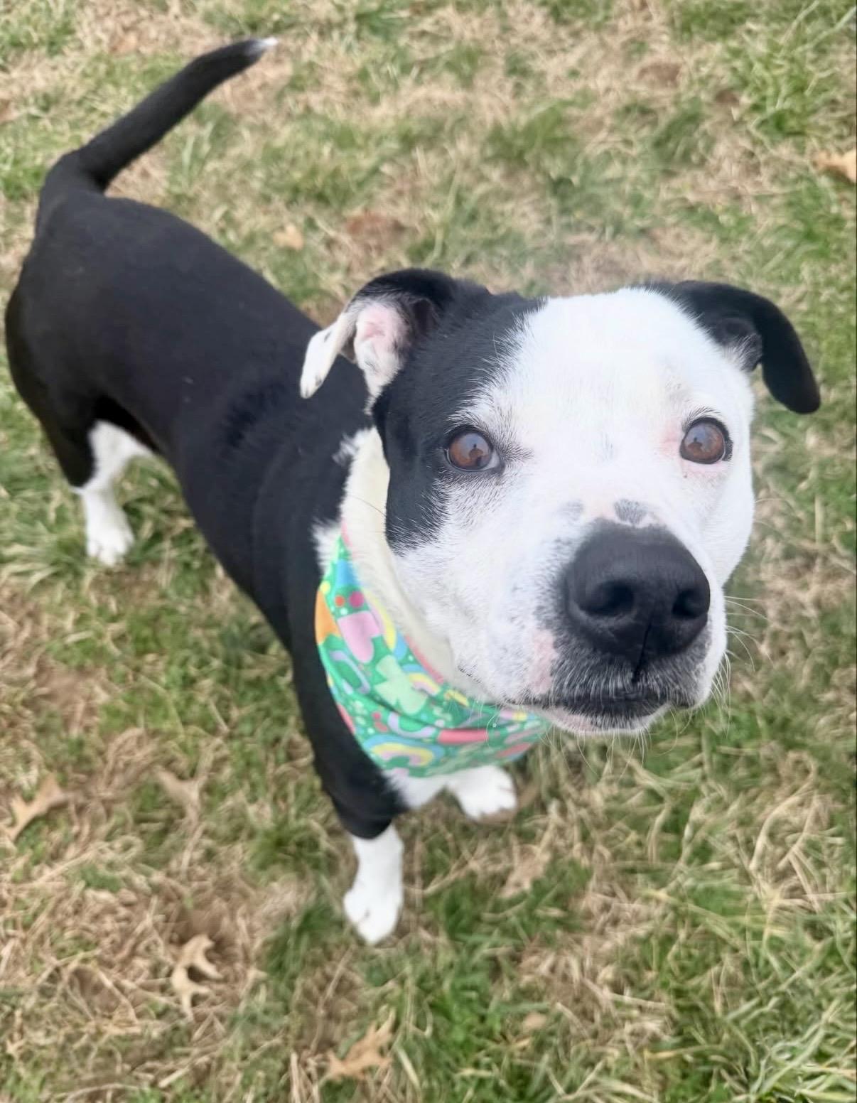 Enlarge Tucker, a ADOPTABLE Mixed Breed in Nashville, TN image 4/6