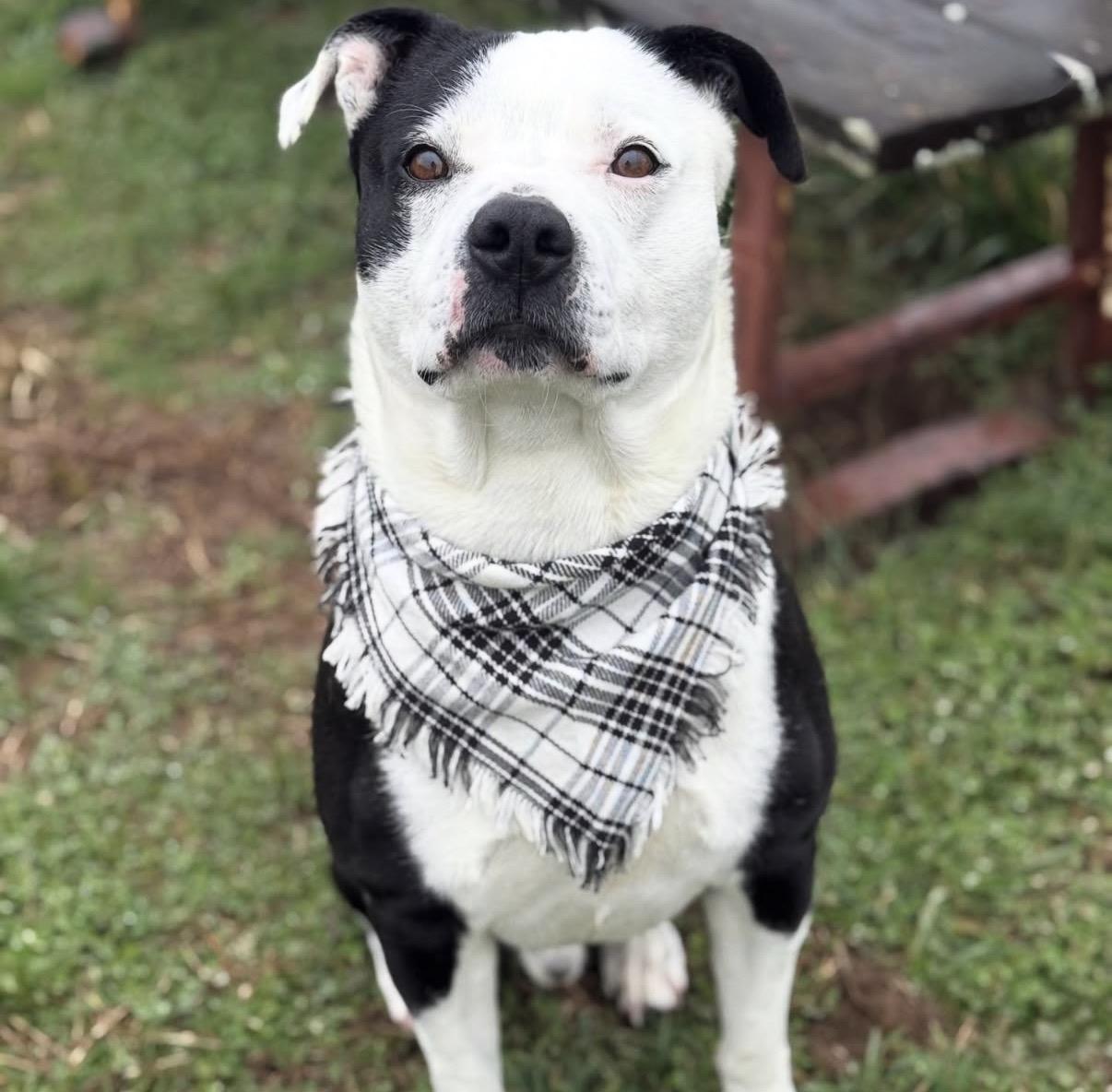 Enlarge Tucker, a ADOPTABLE Mixed Breed in Nashville, TN image 3/6