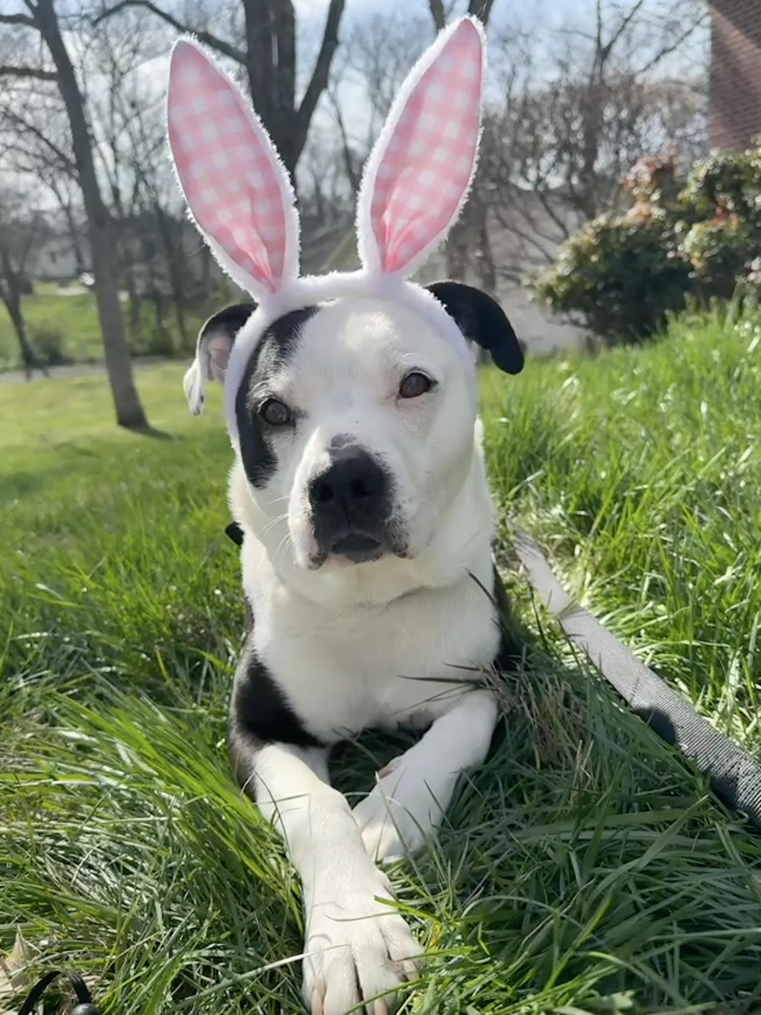 Enlarge Tucker, a ADOPTABLE Mixed Breed in Nashville, TN image 2/6