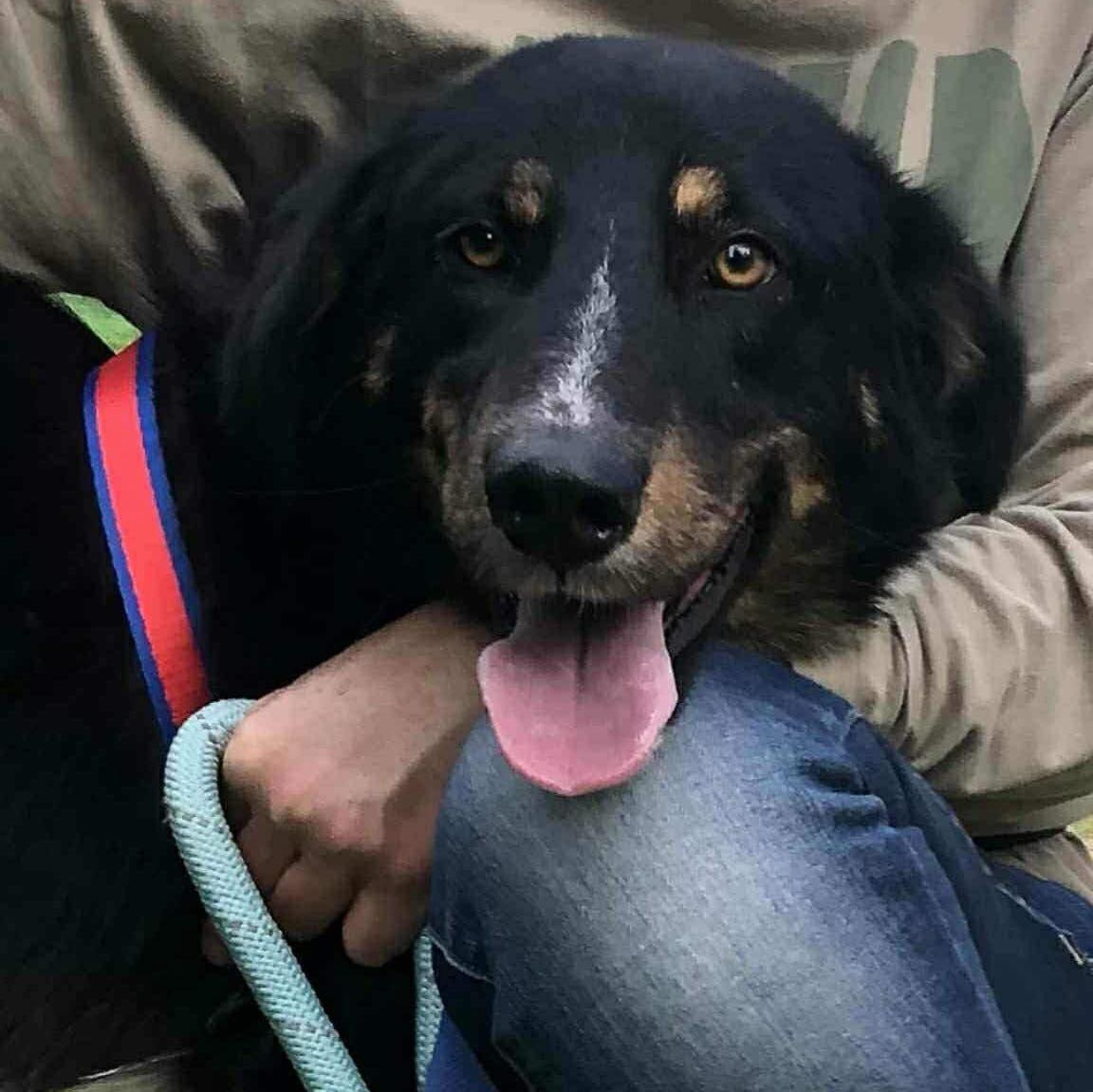 Enlarge Milo, a ADOPTABLE mixed breed in Scarborough, ON image 1/5