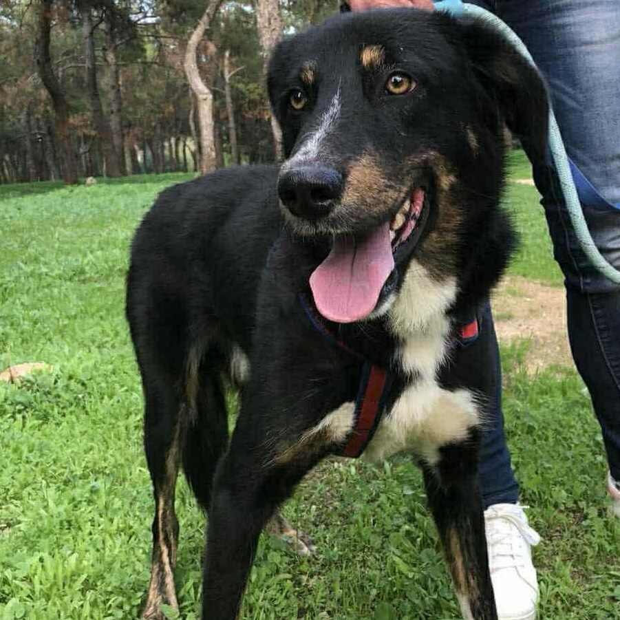 Enlarge Milo, a ADOPTABLE mixed breed in Scarborough, ON image 5/5