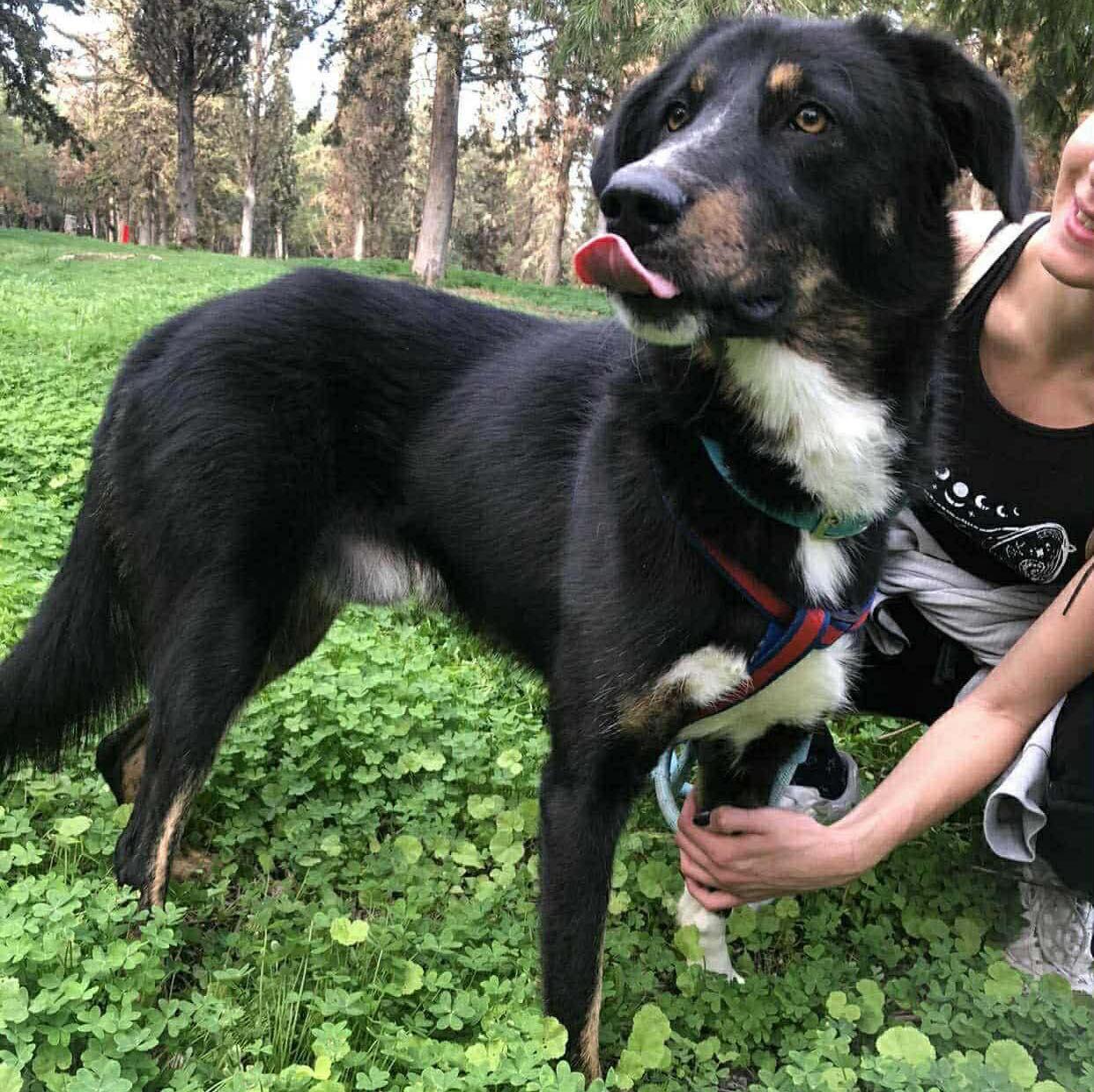 Enlarge Milo, a ADOPTABLE mixed breed in Scarborough, ON image 2/5