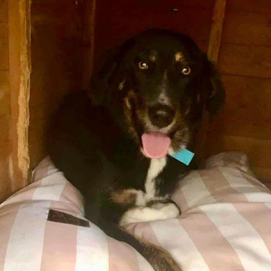 Enlarge Milo, a ADOPTABLE mixed breed in Scarborough, ON image 3/5