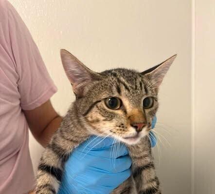 Festival, Adoptable, Young Male Domestic Short Hair.