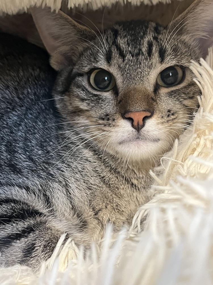 Festival, a Adoptable Domestic Short Hair in Bolivar, MO image 2/2