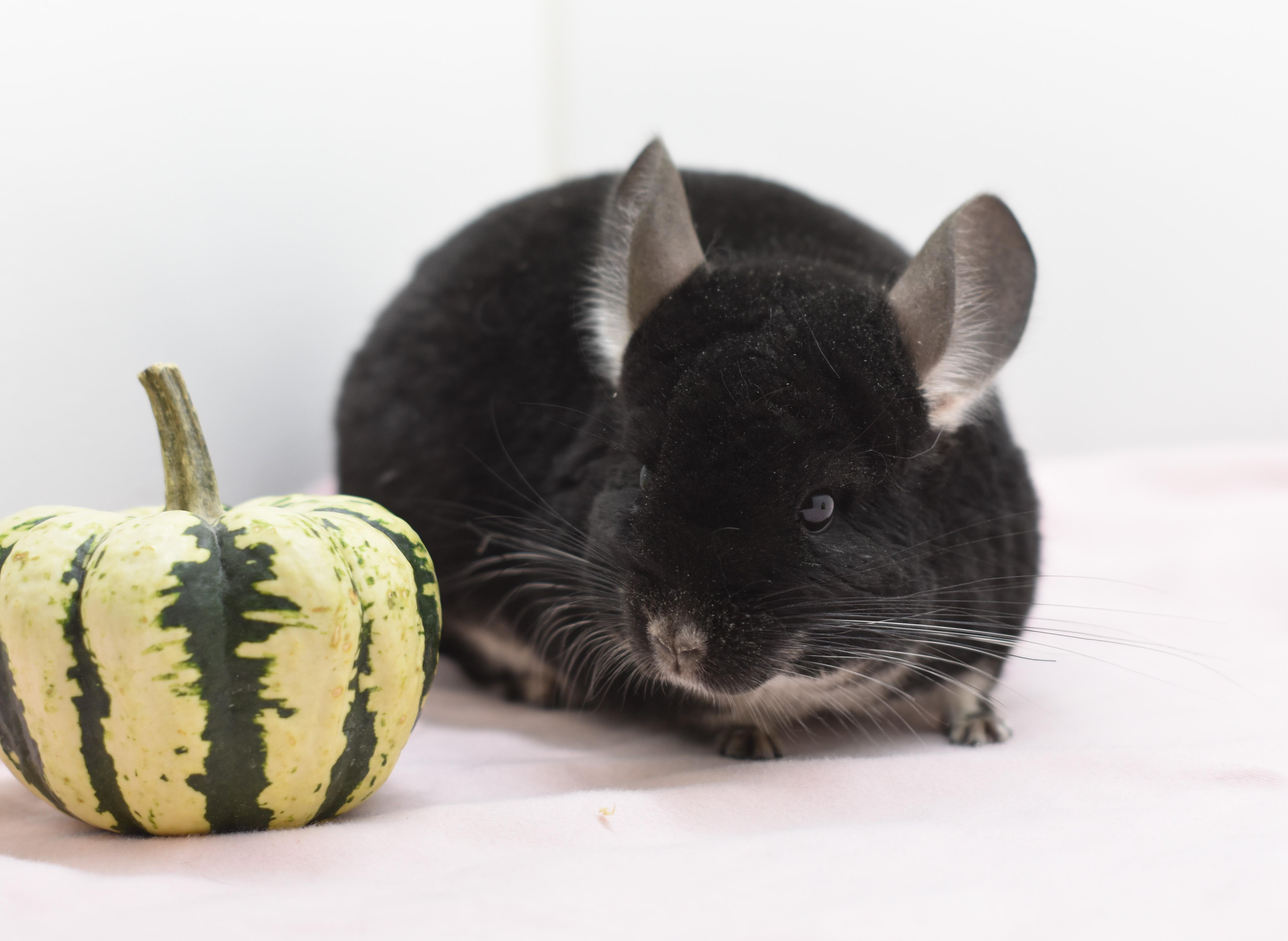 Siren, adopted, Adult Female Chinchilla.