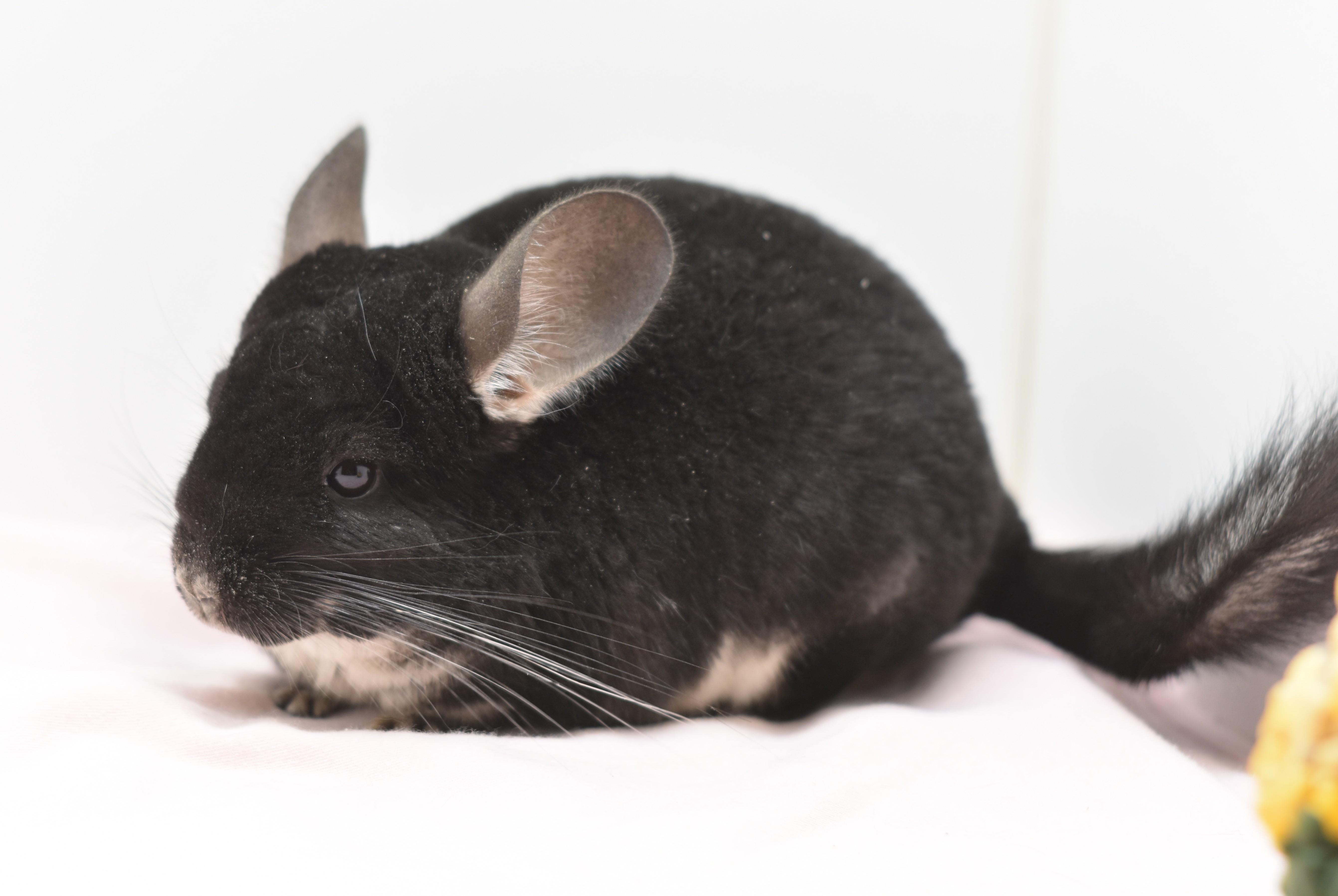 Enlarge Siren, an adopted Chinchilla in Wolcott, IN image 2/2